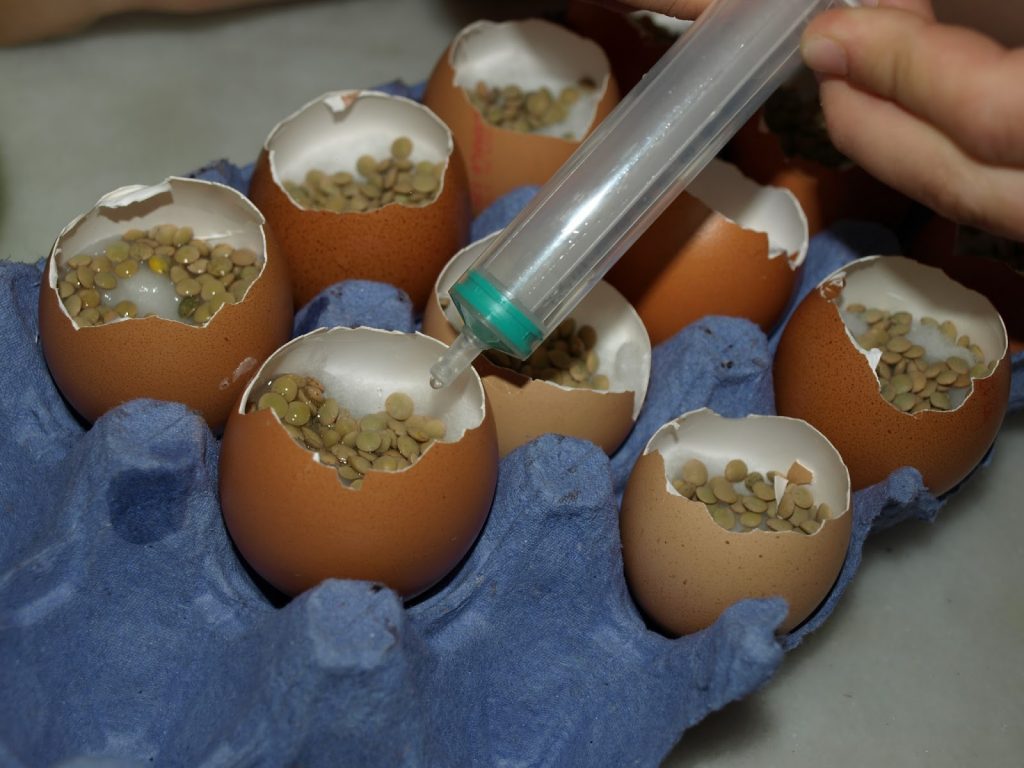 Φτιάχνουμε φατσούλες σε τσόφλια από αυγά