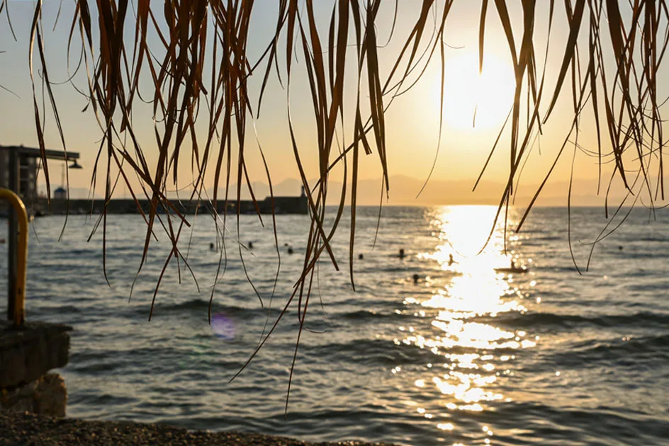 Ελιά Λακωνίας