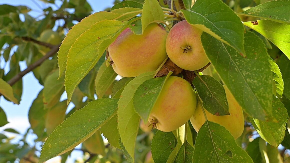 taygetos-dromos-sparti-kalamata