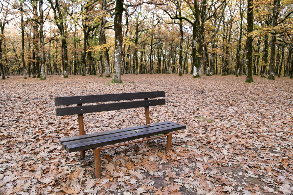 Δάσος Φολόης δρόμος