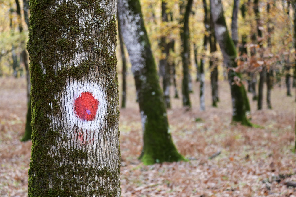 Εκδρομή στη Φολόη 