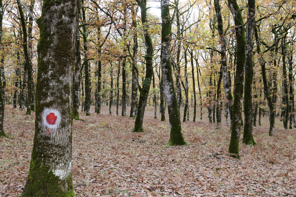 Δάσος Φολόης δρόμος