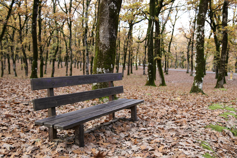 Δάσος Φολόης δρόμος