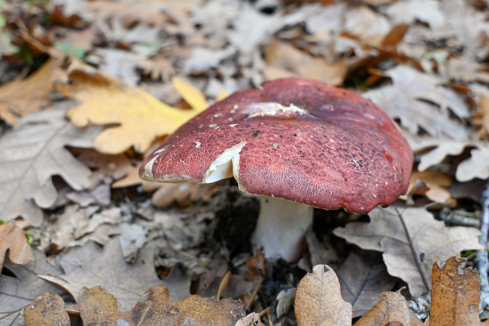 Δάσος Φολόης δρόμος