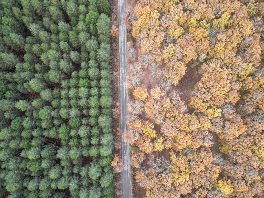 Δάσος Φολόης δρόμος