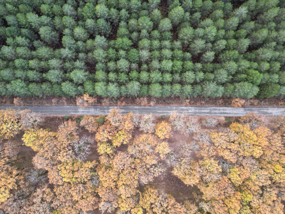 Δάσος Φολόης δρόμος