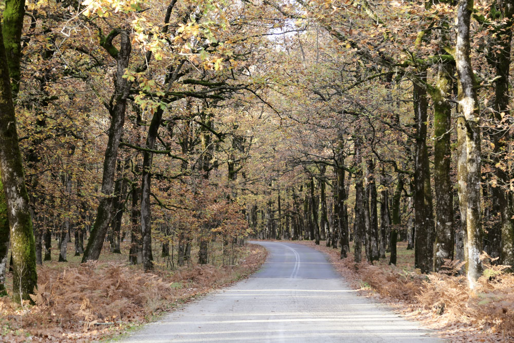 Δάσος Φολόης δρόμος