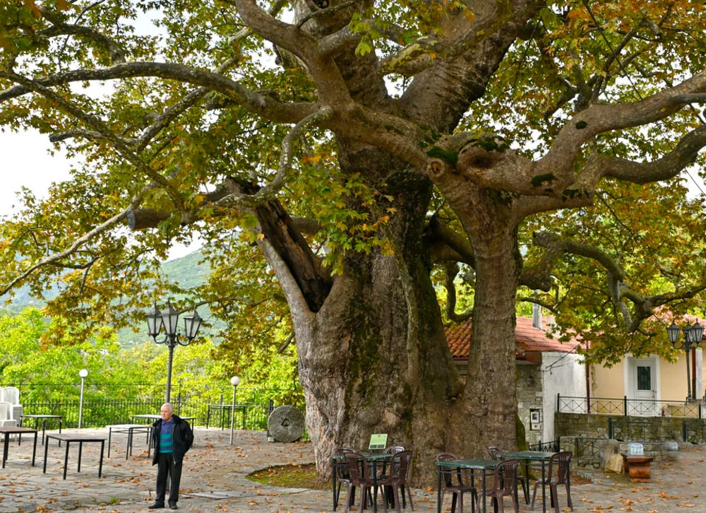 Πελώρια δέντρα της Λακωνίας