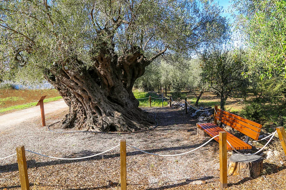 Πελώρια δέντρα της Λακωνίας