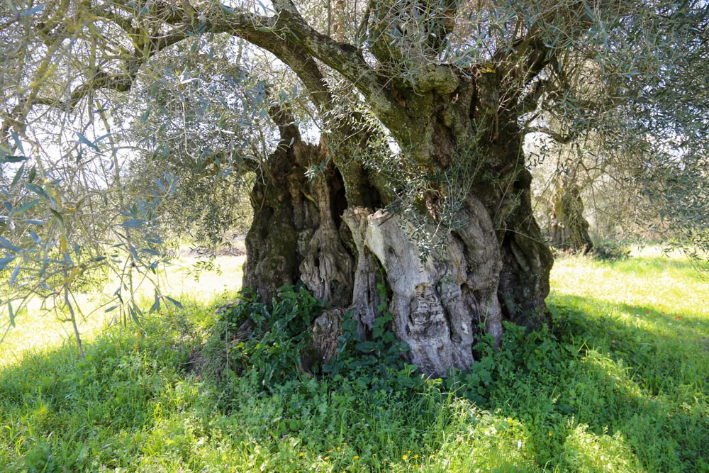 Πελώρια δέντρα της Λακωνίας