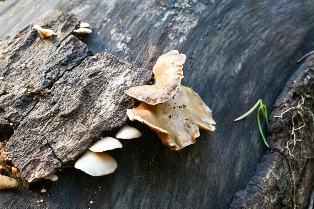 Φυσικά τοπία ορεινή Ηλεία 