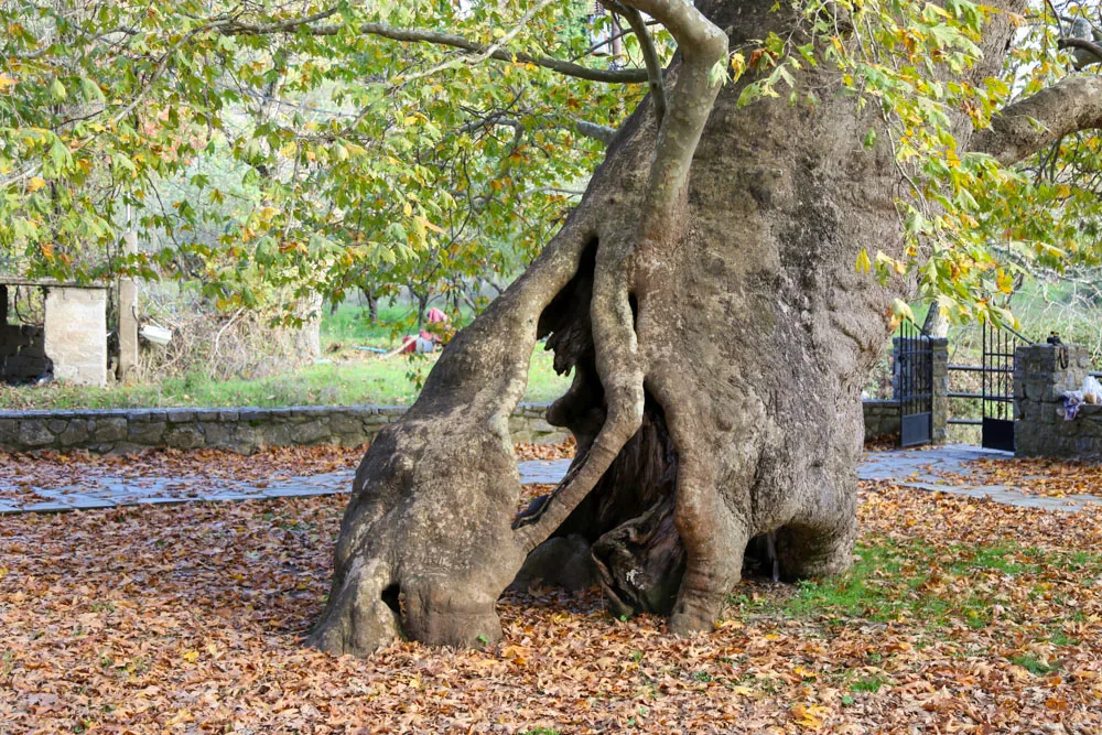 Πελώρια δέντρα της Λακωνίας