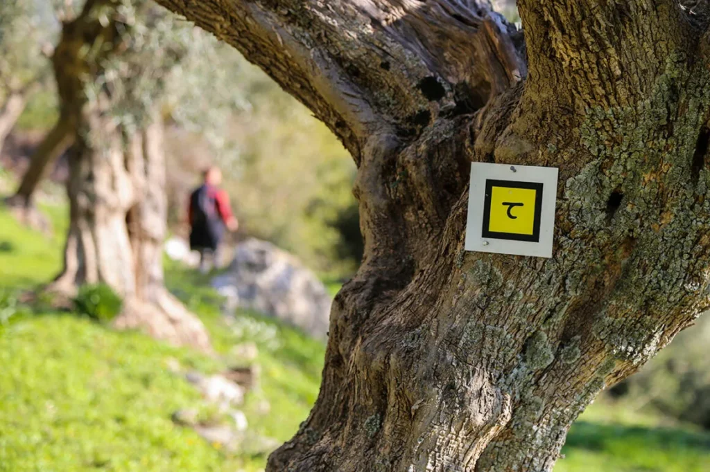 Πικουλιάνικα Ταϋγέτου